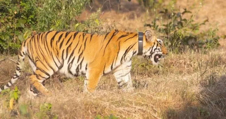 తెలంగాణలో ఫస్ట్: అడవి పులికి త్వరలో రేడియో కాలర్ తెలంగాణలో ఫస్ట్: అడవి పులికి త్వరలో రేడియో కాలర్
