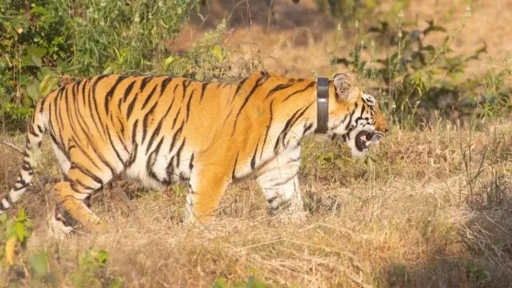 తెలంగాణలో ఫస్ట్: అడవి పులికి త్వరలో రేడియో కాలర్