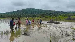 Exclusive | ప్రమాదానికి గురై.. ఓ అడవి ఏనుగు అరణ్య రోదన