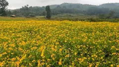 వలిసె నూనెతో మీ గుండె పదిలం!