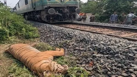 మహారాష్ట్ర–తెలంగాణ సరిహద్దు: పులులకు ‘డెత్ కారిడార్’ మహారాష్ట్ర–తెలంగాణ సరిహద్దు: పులులకు ‘డెత్ కారిడార్’