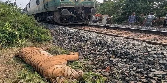 మహారాష్ట్ర–తెలంగాణ సరిహద్దు: పులులకు  ‘డెత్ కారిడార్’