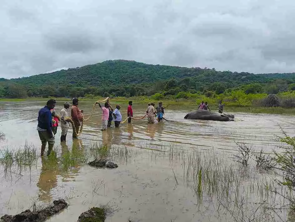 Exclusive | ప్రమాదానికి గురై.. ఓ అడవి ఏనుగు అరణ్య రోదన