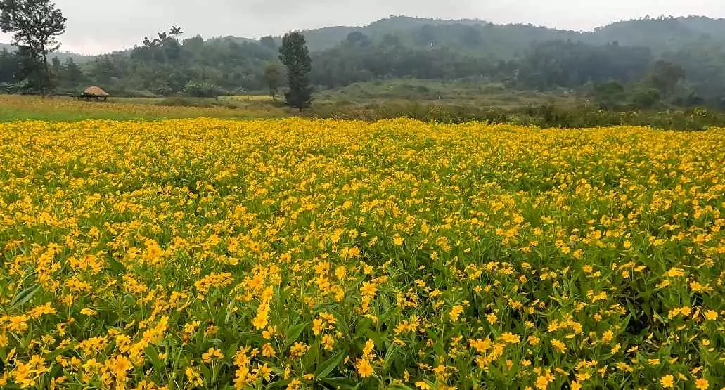 వలిసె నూనెతో మీ గుండె పదిలం!