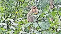 చేవేళ్ల కోతులకు అల్ట్రాసౌండ్  ట్రీట్ మెంట్ ...