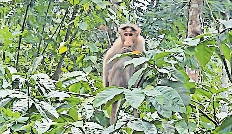 చేవేళ్ల కోతులకు అల్ట్రాసౌండ్ ట్రీట్ మెంట్ ... చేవేళ్ల కోతులకు అల్ట్రాసౌండ్ ట్రీట్ మెంట్ ...