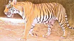 తెలంగాణ సరిహద్దుల్లో మళ్లీ పులిజాడలు