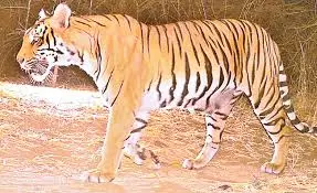 తెలంగాణ సరిహద్దుల్లో మళ్లీ పులిజాడలు తెలంగాణ సరిహద్దుల్లో మళ్లీ పులిజాడలు