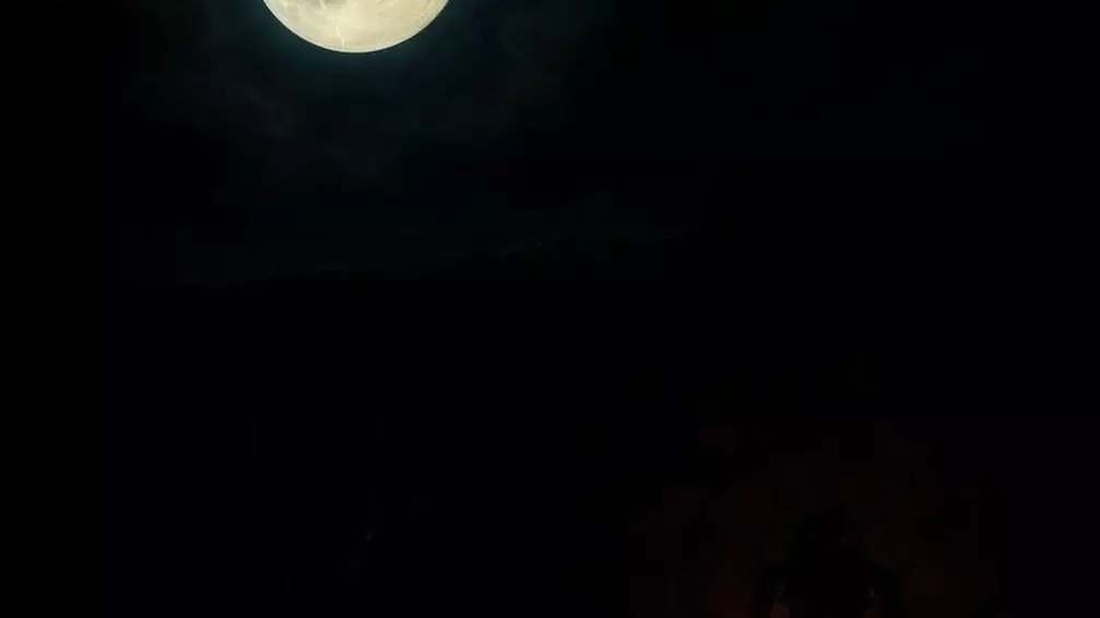 అడవి ఒంటరి కాదు