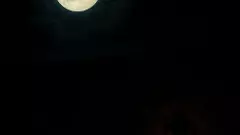 అడవి ఒంటరి కాదు