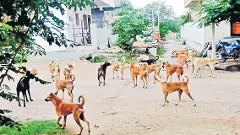 తెలంగాణలో 94 వేల మందిని కాటేసిన వీధి కుక్కలు తెలంగాణలో 94 వేల మందిని కాటేసిన వీధి కుక్కలు