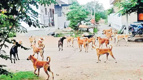 తెలంగాణలో 94 వేల మందిని కాటేసిన వీధి కుక్కలు తెలంగాణలో 94 వేల మందిని కాటేసిన వీధి కుక్కలు