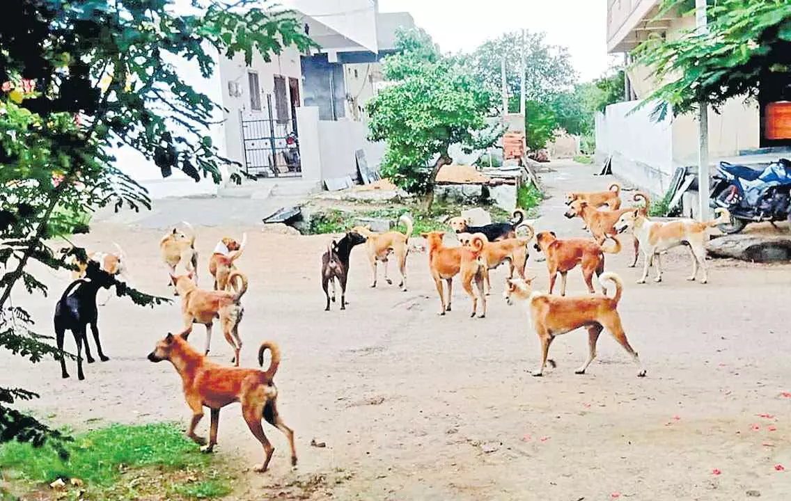 తెలంగాణలో 94 వేల మందిని కాటేసిన వీధి కుక్కలు తెలంగాణలో 94 వేల మందిని కాటేసిన వీధి కుక్కలు