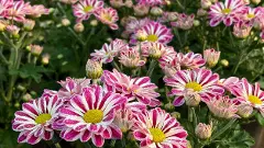 పూలు గుసగుసలాడేనని.. గాలి ఈలలు వేసేనని..