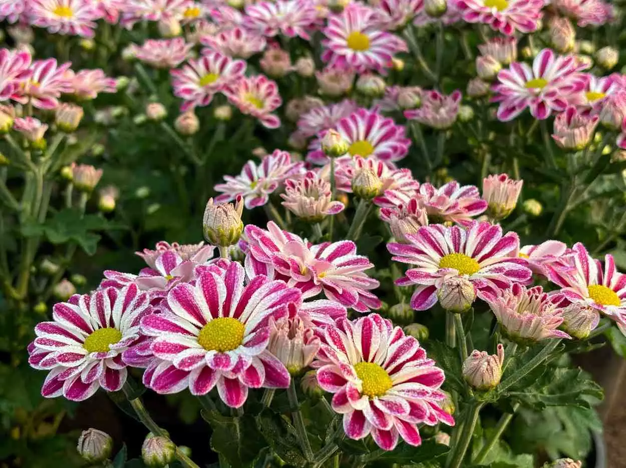 పూలు గుసగుసలాడేనని.. గాలి ఈలలు వేసేనని.. పూలు గుసగుసలాడేనని.. గాలి ఈలలు వేసేనని..