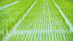 నిజామాబాద్ బియ్యం రైతుకి ట్రంప్ దెబ్బ భయం