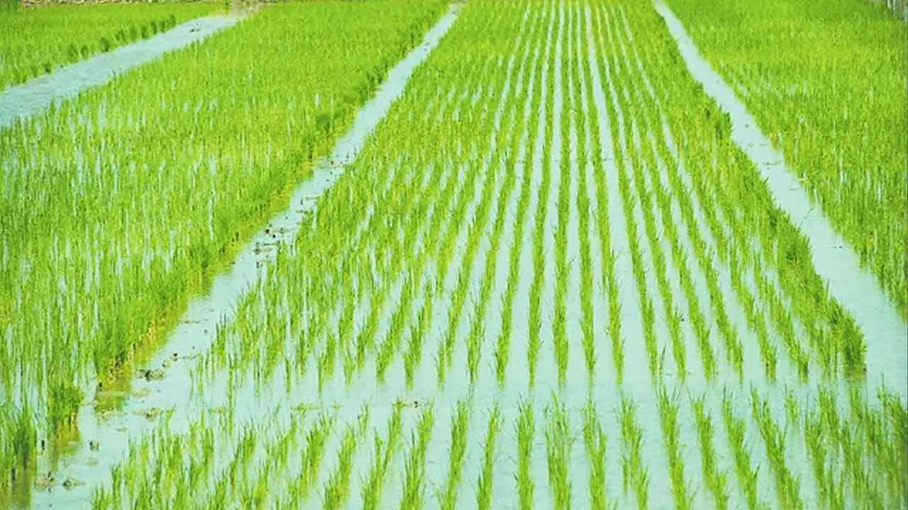 తెలంగాణలో సాగుభూములు కాపాడే ‘భూవినియోగ విధానం’ తేవాలి