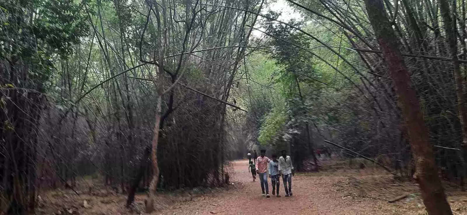 శేషాచలం అడవిలో ‘బావికాడ లైను’ ను చేరుకోవడం గొప్ప అనుభవం! శేషాచలం అడవిలో ‘బావికాడ లైను’ ను చేరుకోవడం గొప్ప అనుభవం!