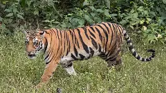 సింగరేణిని గడగడలాడిస్తున్న పెద్ద పులి