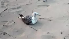 సముద్రపు పక్షి పై చైనా జీపీఎస్ ట్రాకర్