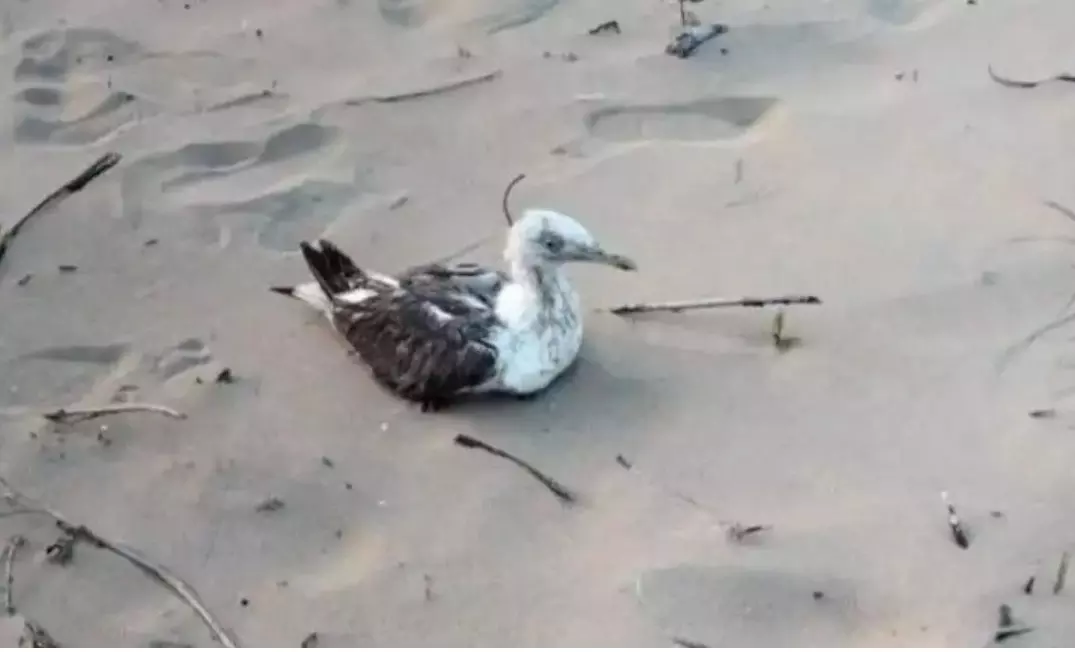 సముద్రపు పక్షి పై చైనా జీపీఎస్ ట్రాకర్ సముద్రపు పక్షి పై చైనా జీపీఎస్ ట్రాకర్