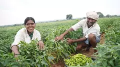 స్వచ్ఛమైన కూరగాయలు కావాలా ? ఛలో బాలన్‌ పల్లి!