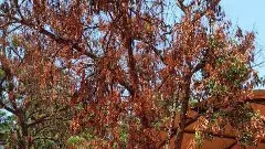 వేప చెట్ల డైబ్యాక్ తెగులు జీవవైవిద్యం పై ప్రభావం చూపుతుందా?