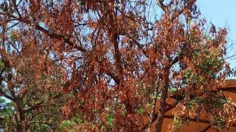 వేప చెట్ల డైబ్యాక్ తెగులు జీవవైవిద్యం పై ప్రభావం చూపుతుందా?