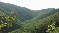 శేషాచలంలో అడవుల్లో కోట్ల సంవత్సరాల నాటి జీవరాశులు