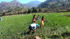 సాయుధ ఉద్యమం నుండి సేంద్రియ సాగు  వైపు..