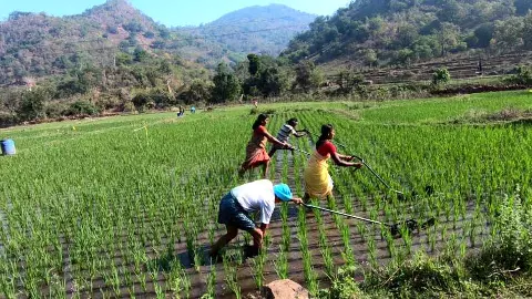 సాయుధ ఉద్యమం నుండి సేంద్రియ సాగు  వైపు..