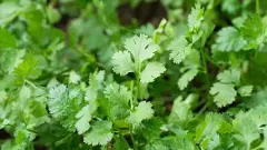 ‘కొత్తిమీర’ ఎగుమతులకు కేంద్రంగా బెంగళూర్ ‘కొత్తిమీర’ ఎగుమతులకు కేంద్రంగా బెంగళూర్