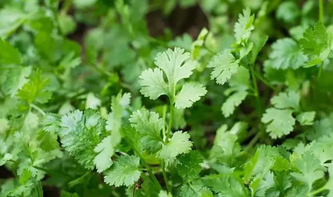 ‘కొత్తిమీర’ ఎగుమతులకు కేంద్రంగా బెంగళూర్ ‘కొత్తిమీర’ ఎగుమతులకు కేంద్రంగా బెంగళూర్