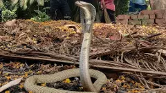 భవనాల మధ్య బుస కొడుతున్న పాములు, హైదరాబాద్‌లో హైఅలెర్ట్