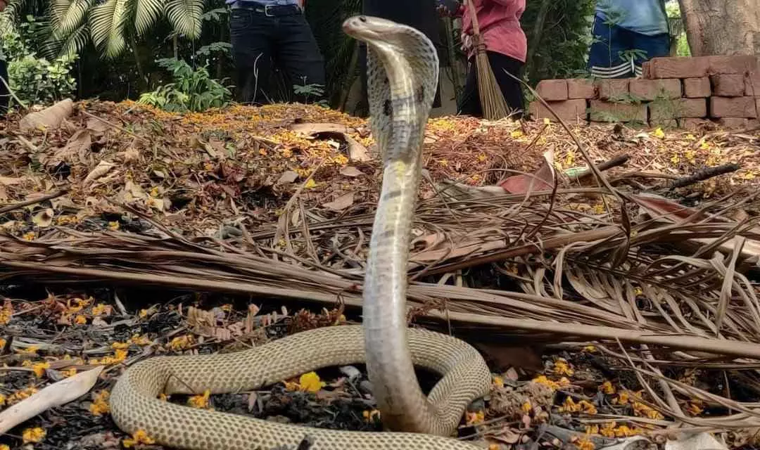 భవనాల మధ్య బుస కొడుతున్న పాములు, హైదరాబాద్లో హైఅలెర్ట్ భవనాల మధ్య బుస కొడుతున్న పాములు, హైదరాబాద్లో హైఅలెర్ట్
