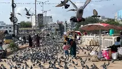 హైదరాబాద్ కబుతర్ ఖానాల నీడలో ఆరోగ్య సంక్షోభం