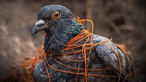 ఆకాశంలో పండుగ కాదు… పక్షులకు ప్రాణసంకటమే ఆకాశంలో పండుగ కాదు… పక్షులకు ప్రాణసంకటమే