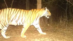 తెలంగాణలో మహారాష్ట్ర పులుల సంచారం