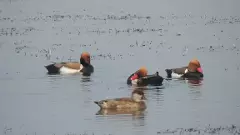 కవాల్ సరస్సుల్లో పక్షుల కళకళ: ఆసియన్ నీటి పక్షుల గణన 2026 విజయవంతం