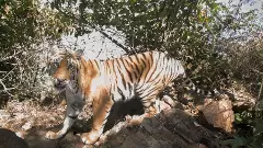 అమ్రాబాద్ అడవిలో 50 పులులు: పెరుగుతున్న పులుల సంతతి