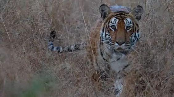 50 ఏళ్ల తర్వాత హైదరాబాద్ శివార్లకు చేరిన పులి