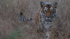 50 ఏళ్ల తర్వాత హైదరాబాద్ శివార్లకు చేరిన పులి