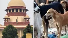 తెలంగాణలో వీధి కుక్కల హత్యల కేసులు సుప్రీంకోర్టు మెట్లెక్కాయి