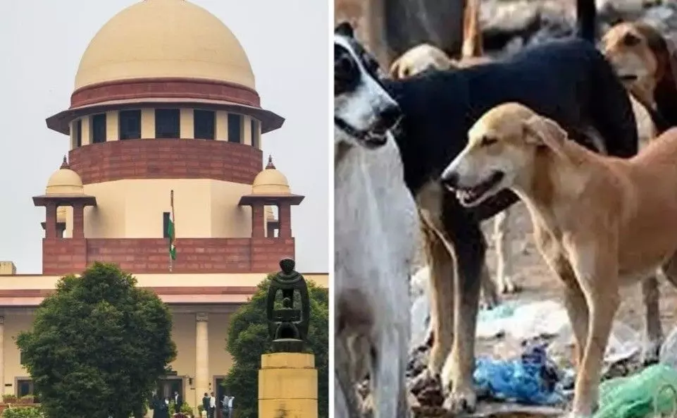తెలంగాణలో వీధి కుక్కల హత్యల కేసులు సుప్రీంకోర్టు మెట్లెక్కాయి తెలంగాణలో వీధి కుక్కల హత్యల కేసులు సుప్రీంకోర్టు మెట్లెక్కాయి
