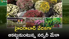 హైదరాబాద్ వేదికగా ఆకట్టుకుంటున్న నర్సరీ మేళా హైదరాబాద్ వేదికగా ఆకట్టుకుంటున్న నర్సరీ మేళా