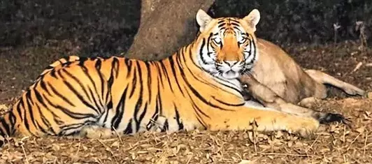 ఆదిలాబాద్ పులి ఆంధ్రప్రదేశ్లో హల్చల్ ఆదిలాబాద్ పులి ఆంధ్రప్రదేశ్లో హల్చల్