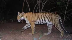 పులుల గణన–2026: కవాల్ అభయారణ్యంలో రెండు పులుల కదలికలు