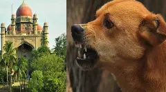 తెలంగాణలో 1500 వీధి కుక్కల హత్య