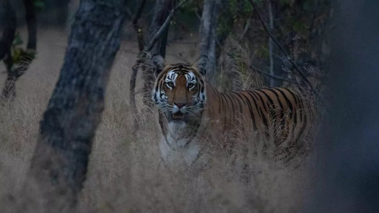 భువనగిరి గ్రామాల్లో బెంబేలెత్తిస్తున్న బెబ్బులి పులి