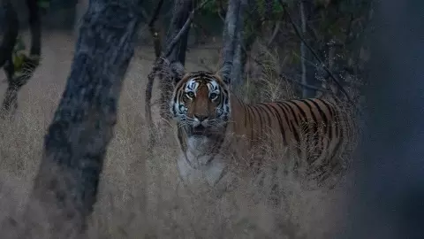 భువనగిరి గ్రామాల్లో బెంబేలెత్తిస్తున్న బెబ్బులి పులి భువనగిరి గ్రామాల్లో బెంబేలెత్తిస్తున్న బెబ్బులి పులి